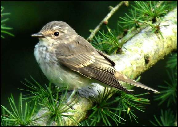 Spotted Flycatcher 190819