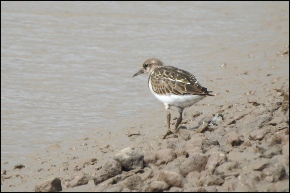Turnstone 110819 1
