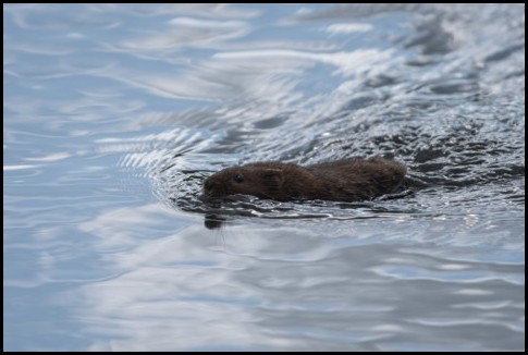 Water Vole 290819