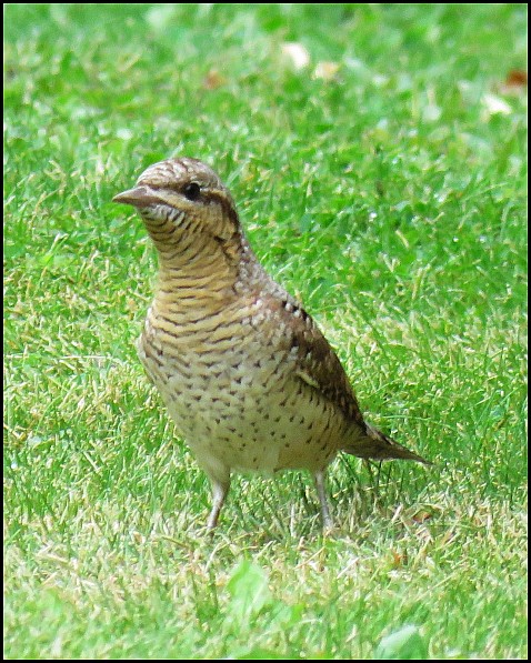 Wryneck 270819 1