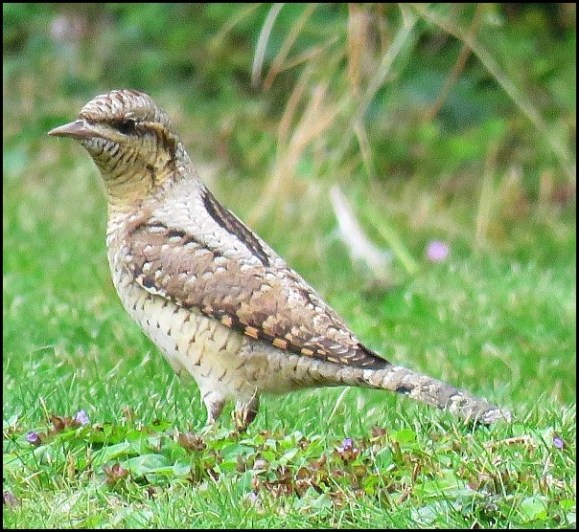 Wryneck 270819 2