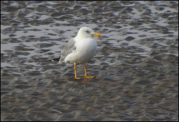 Yellow-legged Gull 260819