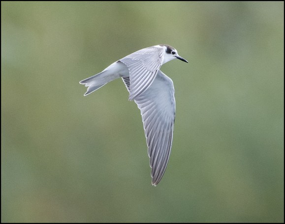Black Tern 260919