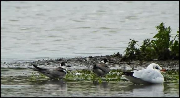 Black Terns 300919