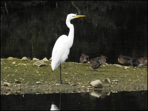 Great White Egret 250919