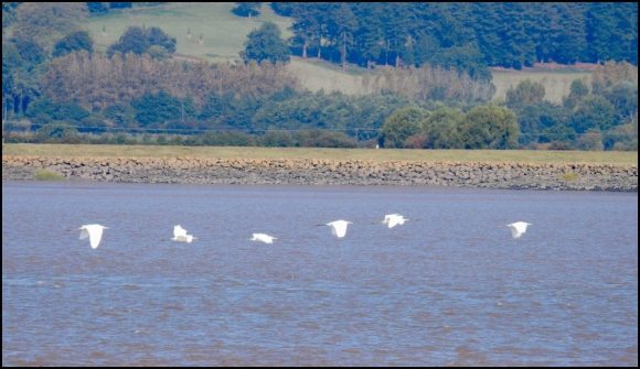 Great White Egrets 210919