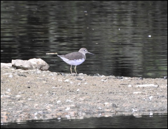 Green Sandpiper 250919