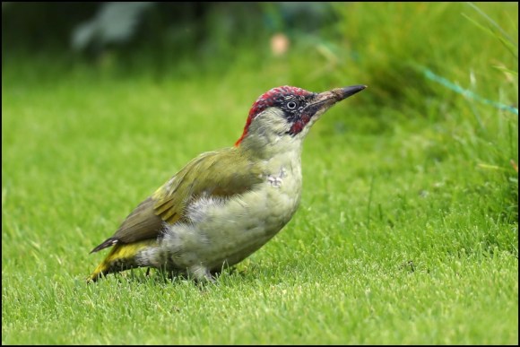 Green Woodpecker 280919