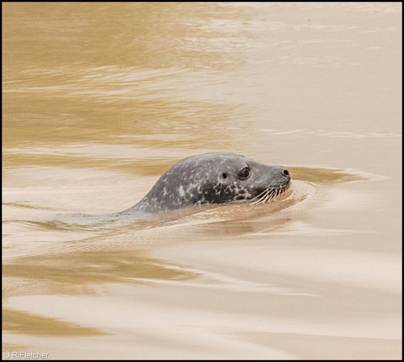 Grey Seal 160919