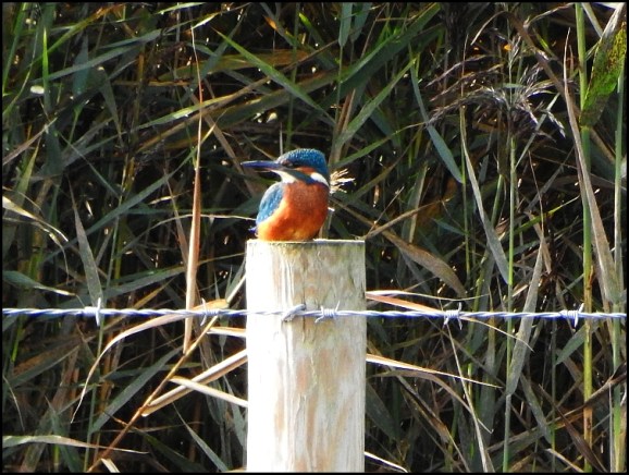 Kingfisher 240919