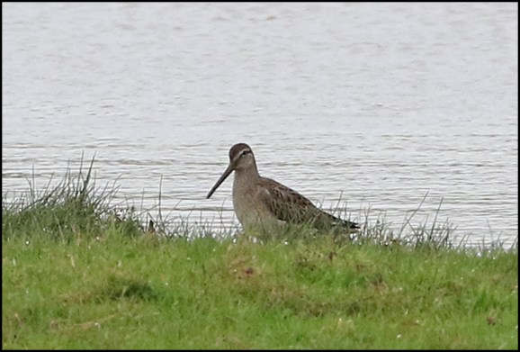 Long-billed Dowitcher 1 270919