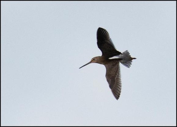 Long-billed Dowitcher 2 260919