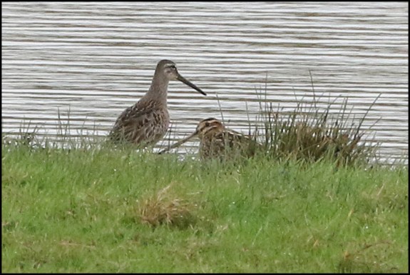 Long-billed Dowitcher 2 270919