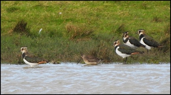 Long-billed Dowitcher 3 260919