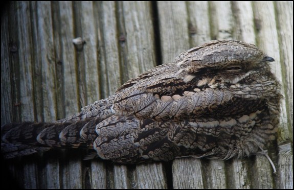 Nightjar 210919 1