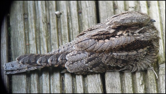 Nightjar 210919 2