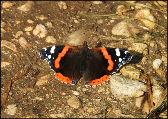 Red Admiral 240919