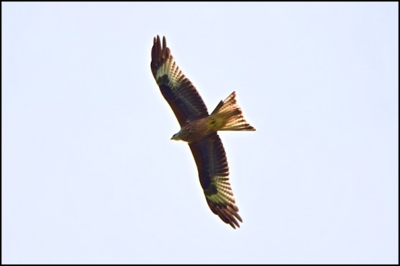 Red Kite 140919