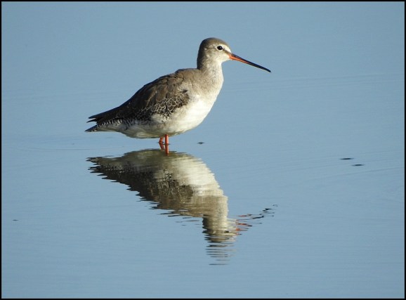 Spotted Redshank 230919 1