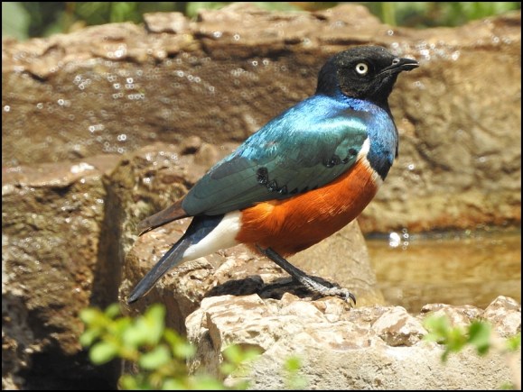 Superb Starling