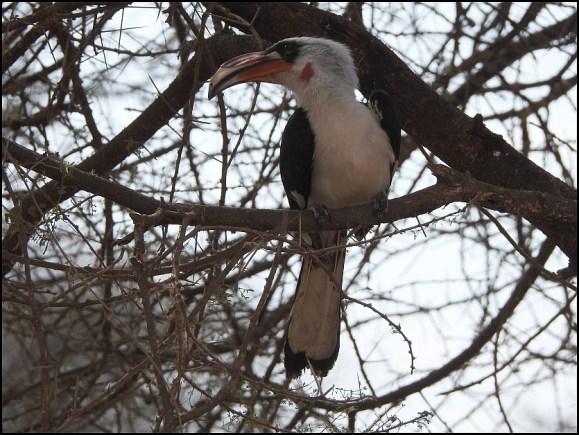 Von Der Decken's Hornbill