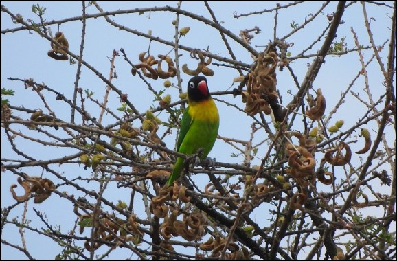 Yellow-collared Lovebird