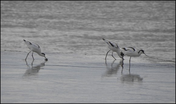 Avocets 021019
