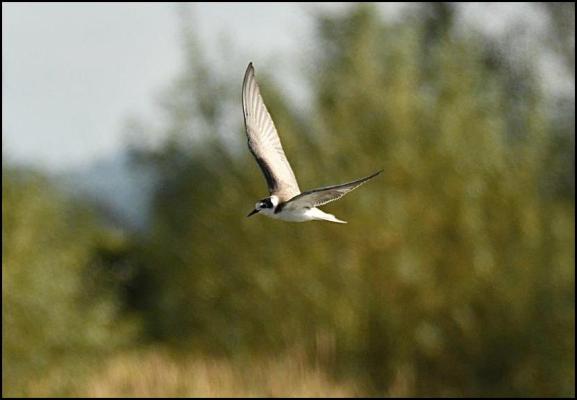Black Tern 021019