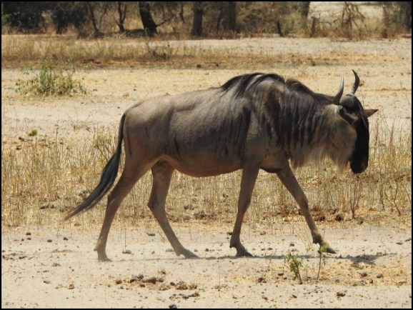 Eastern White-bearded Wildebeest