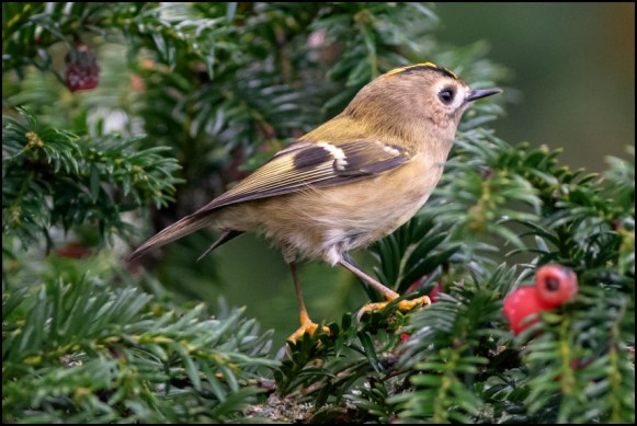 Goldcrest 241019