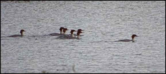 Goosanders 291019