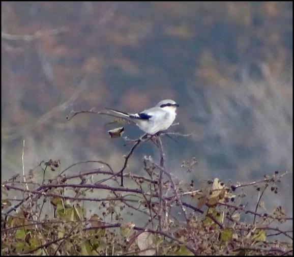 Great Grey Shrike 301019