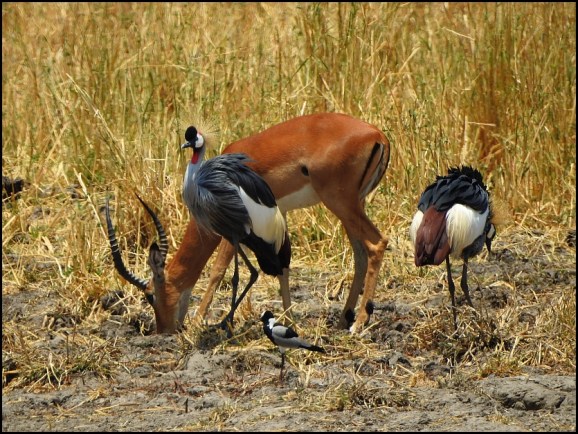Grey Crowned Crane