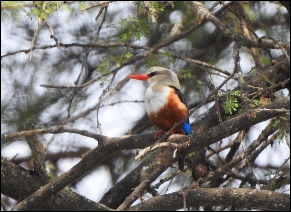 Grey-headed Kingfisher