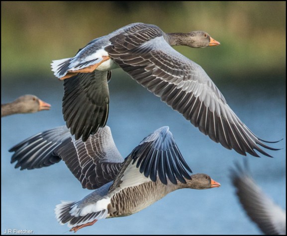 Greylags 081019.jpg