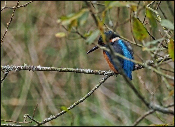 Kingfisher 311019