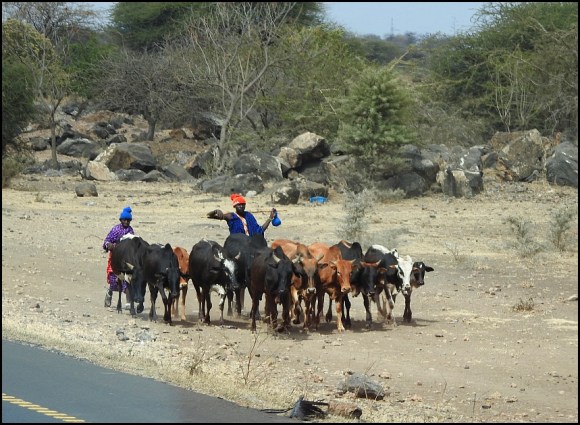 Masai Cows