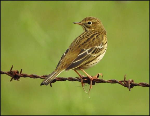 Meadow Pipit 051019