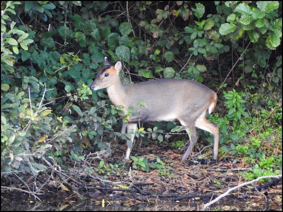 Muntjac 081019