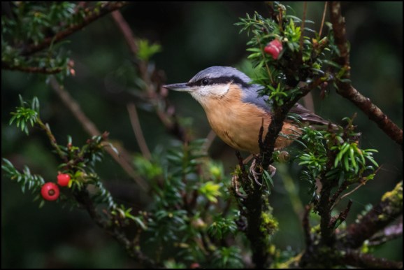 Nuthatch 241019