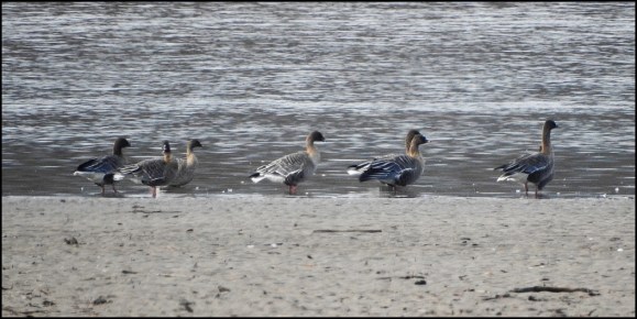 Pink-footed Geese 231019