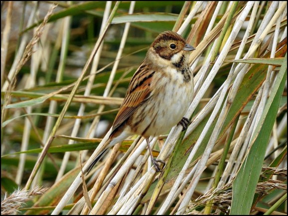 Reed Bunting 231019