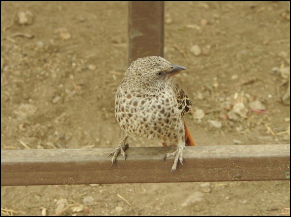 Rufous-tailed Weaver