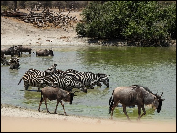 Tarangire waterhole