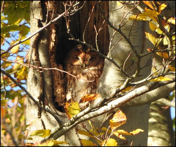 Tawny Owl 271019