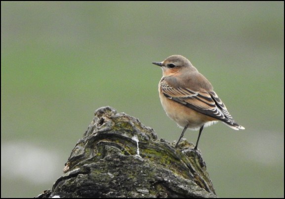 Wheatear 031019