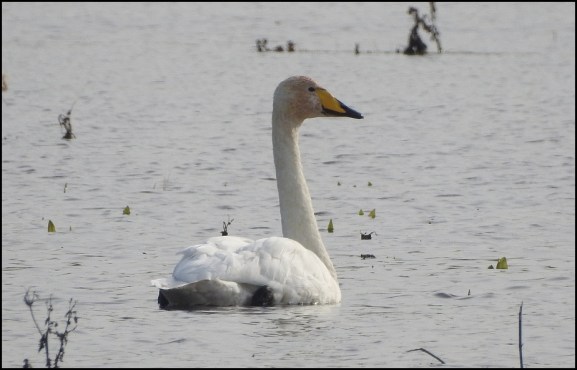 Whooper Swan 281019 1