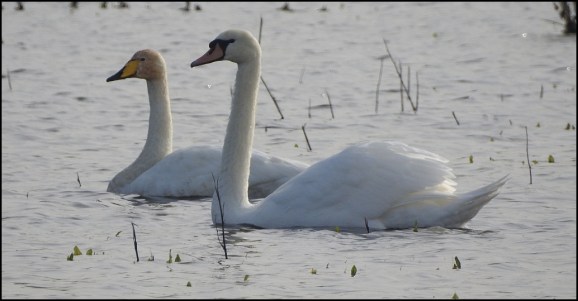 Whooper Swan 281019 2