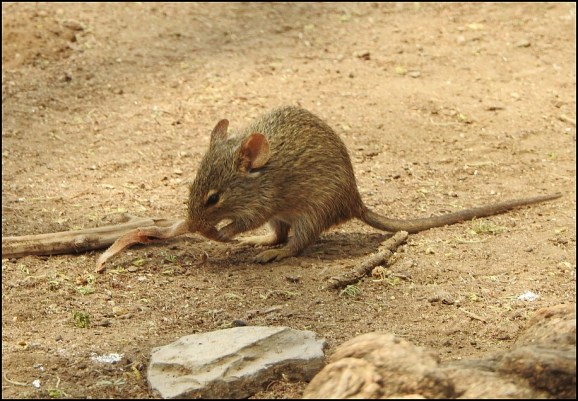 African Grass Rat