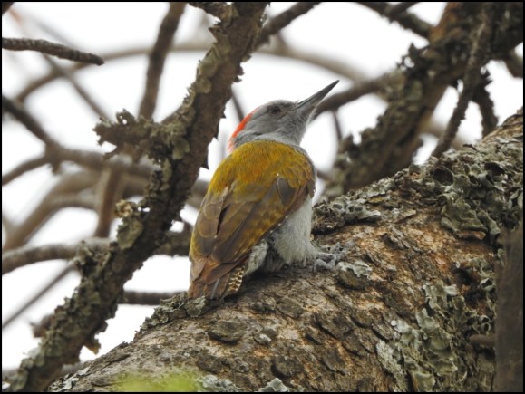African Grey Woodpecker